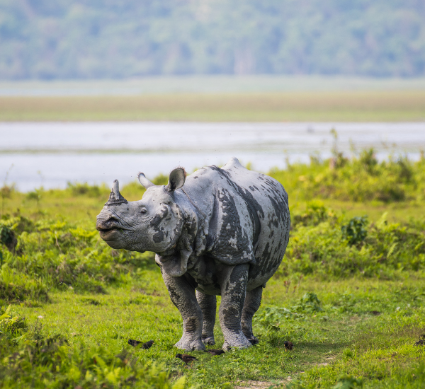 Dooars Family Holiday Package