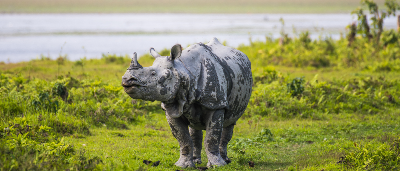 Dooars Family Holiday Package