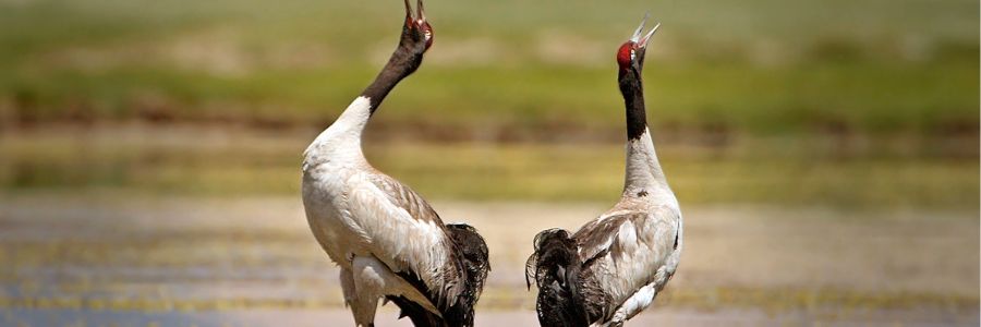 Black-necked crane visitor centre