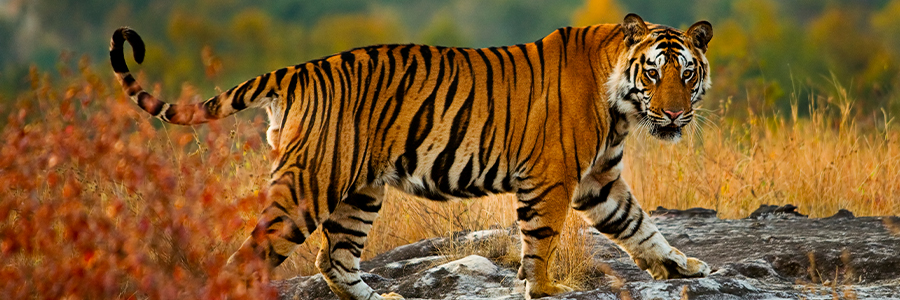 Buxa Tiger Reserve