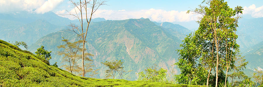 Darjeeling