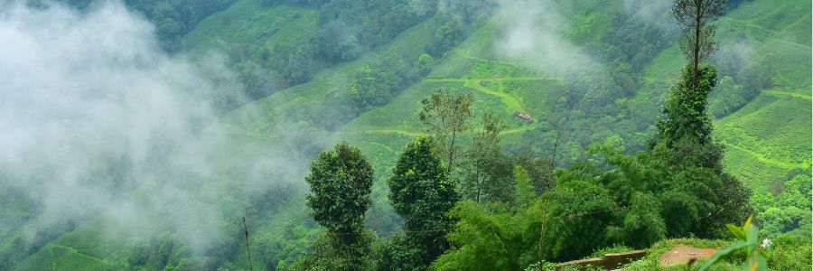 Happy Valley Tea Estate