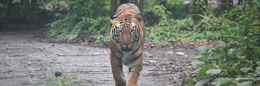 Mahananda Wildlife Sanctuary