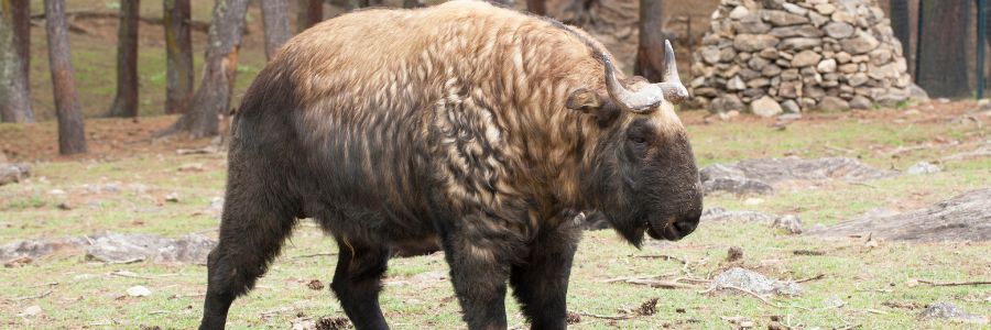 Royal Takin Preserve